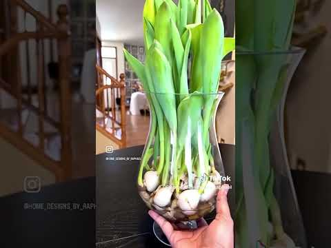 Kinds Of Greenery For Preparations Kinds Of Greenery For Preparations
